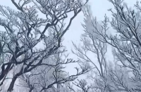 双语湖南|张家界今冬首场雾凇 洁白晶莹缀满枝头
