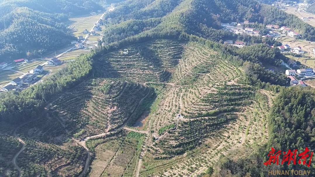 脐橙园结出“致富果”，桃江县花桥坪回族村迎来丰收季