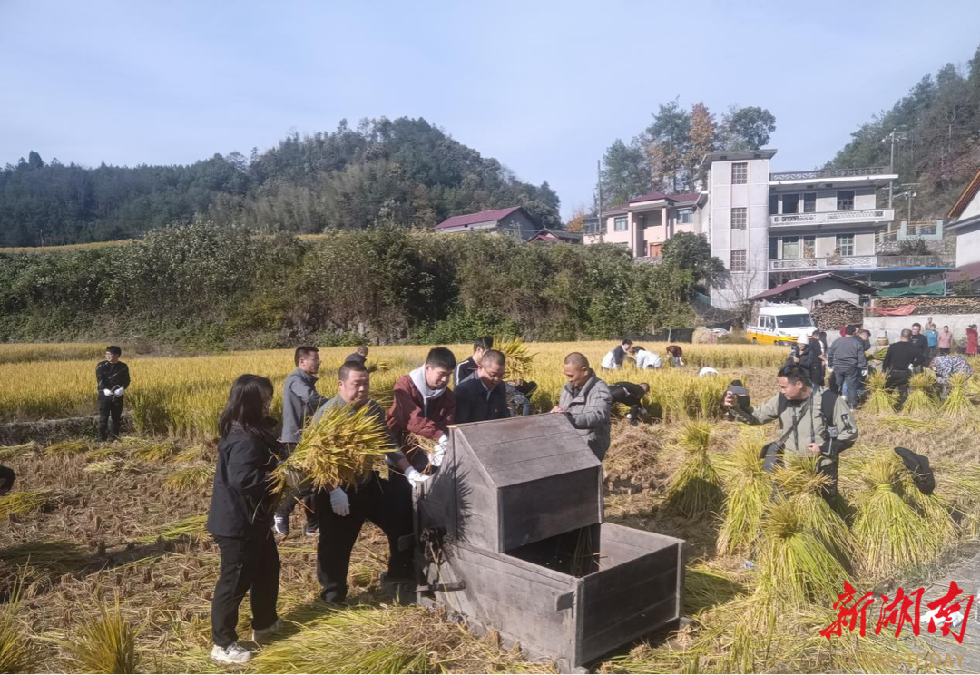 课堂在田间，安化烟溪镇机关干部职工助农收稻忙