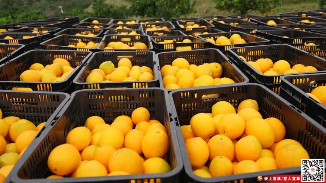 “橙意满满”大量上市，郴州人最爱这一口