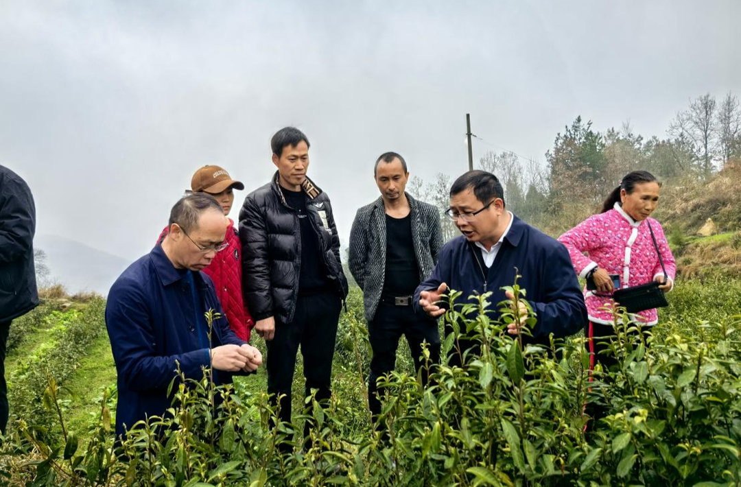 田埂上的 “智囊团” — —凤凰县构建三级人才体系让科技“红利”直达农户口袋
