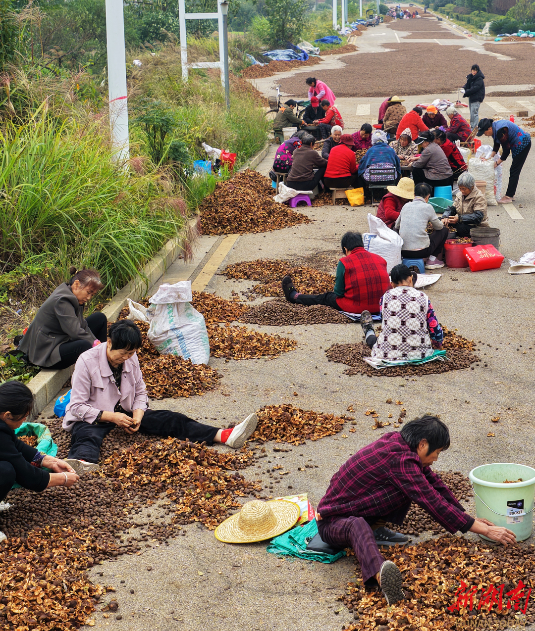 油茶產業助增收