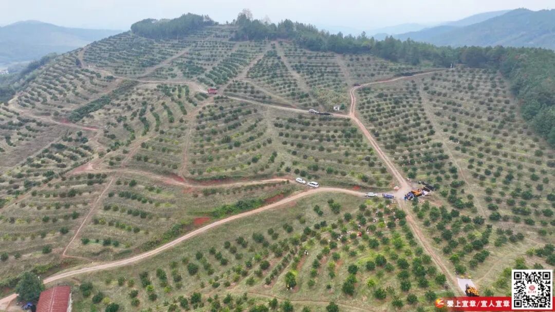 宜章脐橙抢“鲜”上市 果园飘香迎丰收