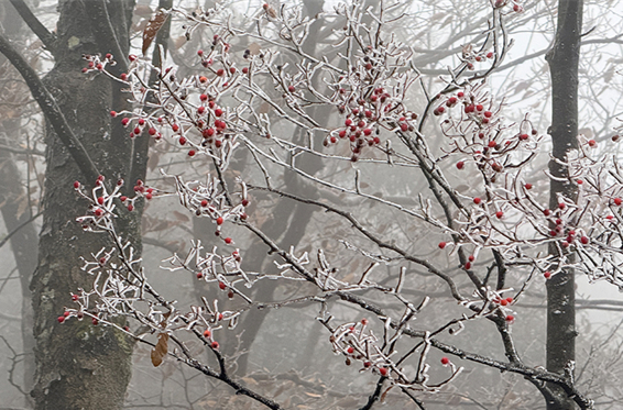 Stunning Rime Scenery on Tianmen Mountain