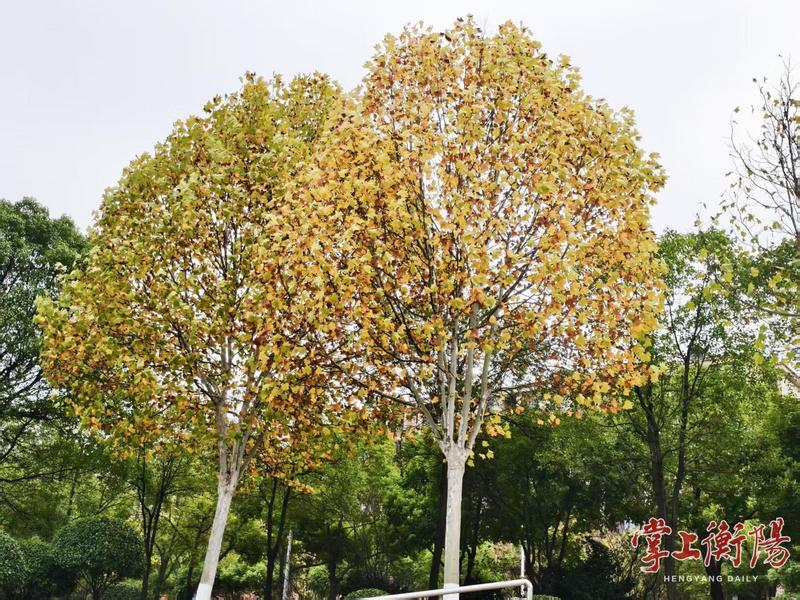 南湖景区秋日“调色盘”上线