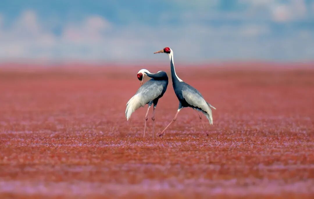 相约鄱阳！冬日湘赣行，镜头锁定蓼子花海仙鹤
