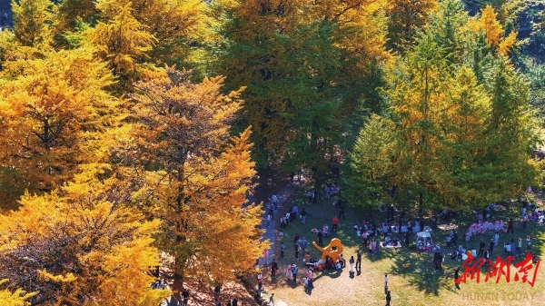 双牌：银杏披金醉游人@湖南日报图片新闻