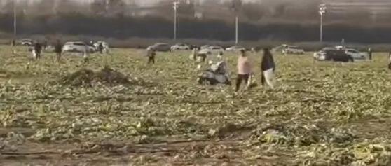 内蒙古赤峰通报“免费采捡白菜”事件，相关涉事方被追责！红山晚报致歉