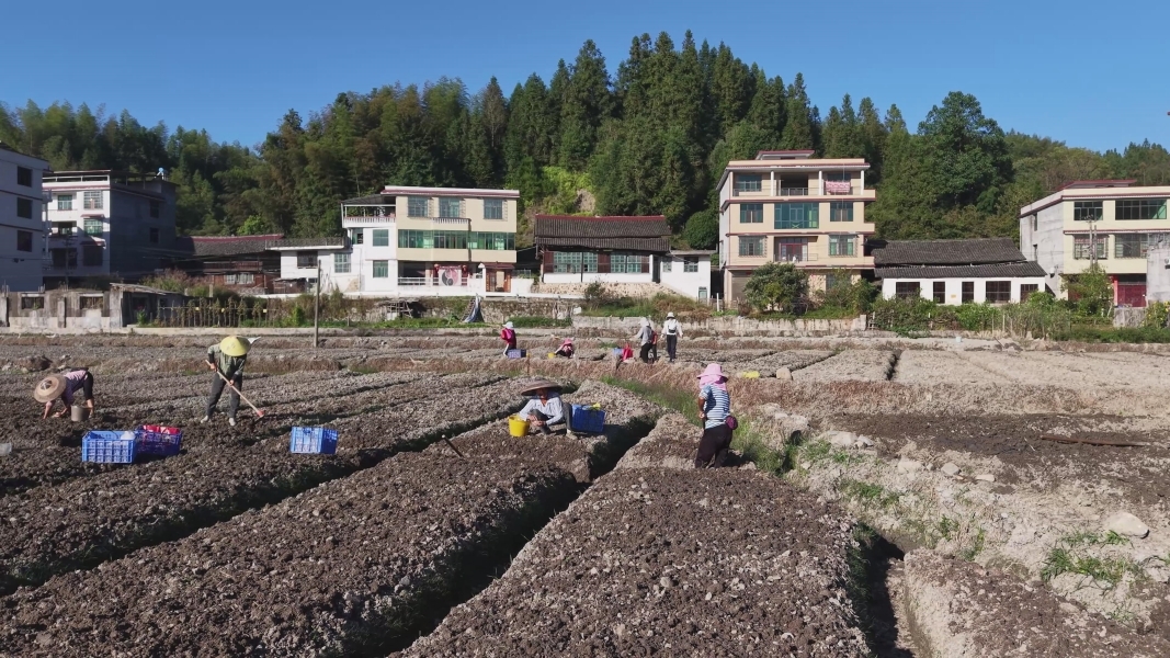 绥宁：田间中药材耕耘忙 乡土大地焕生机