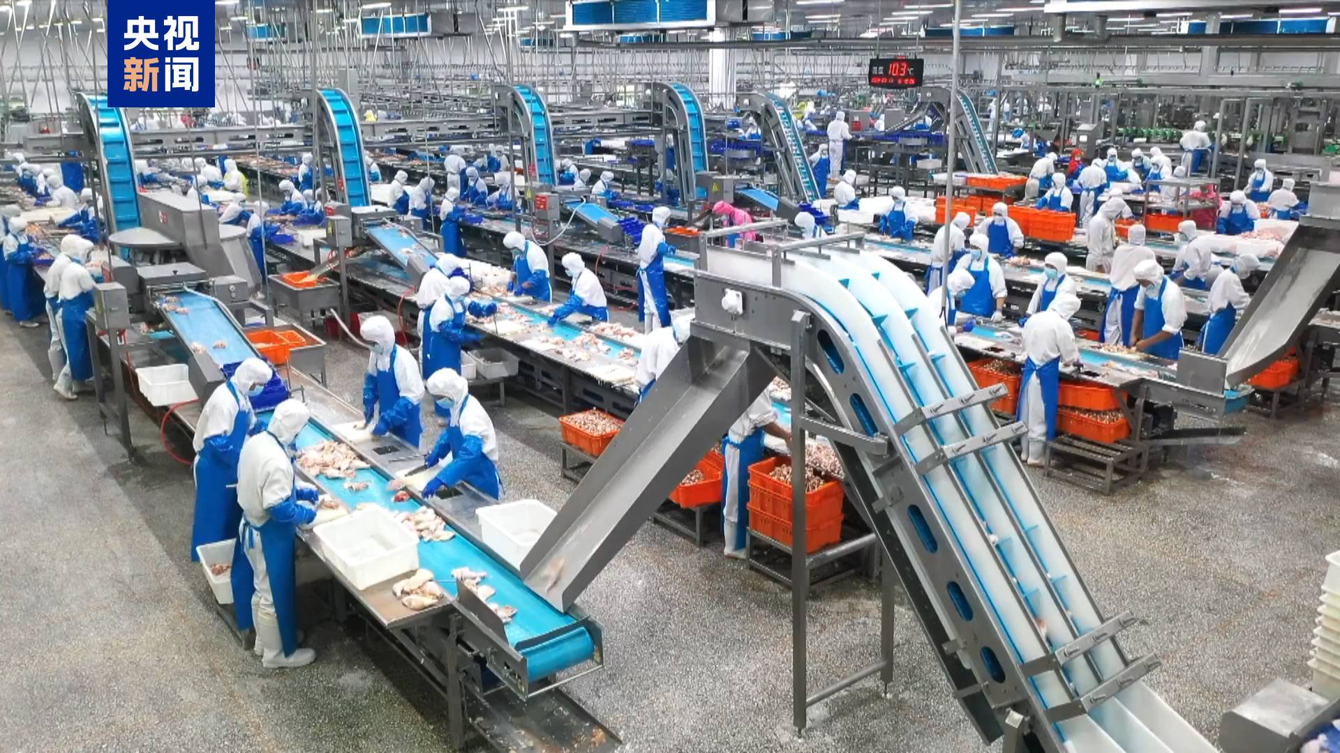 我国主导制定、填补行业空白 鸡屠宰有了国际标准