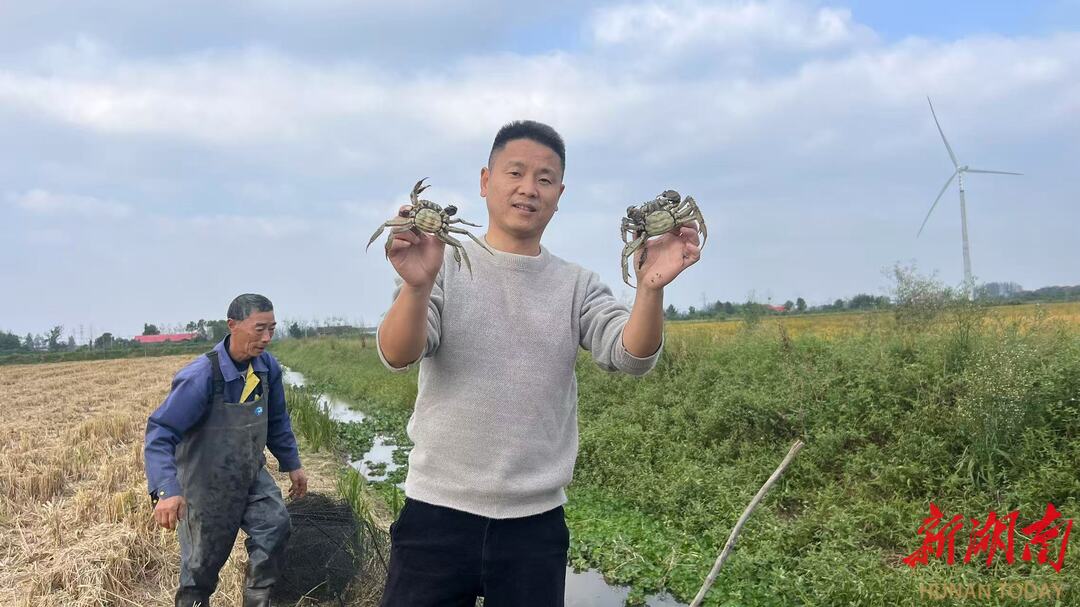 支部建在产业上⑰丨唐林村：稻蟹共生 一田双收