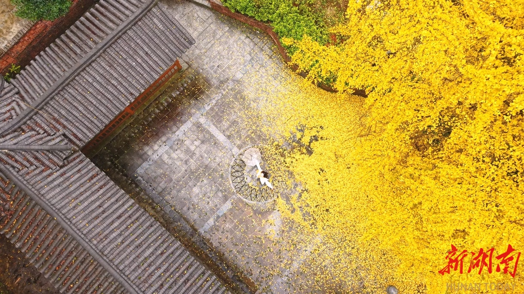 【大美鹤城】鹤城区：银杏古村焕新彩  遍地 “金装” 引客来