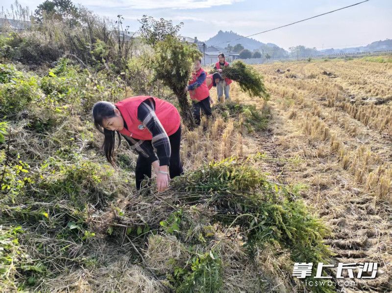 清除“加拿大一枝黄花”，宁乡环保志愿者在行动