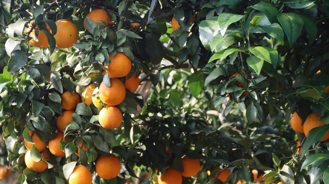 从撂荒地到“爆汁”果冻橙基地，汨罗武夷山村这片果园迎来丰收