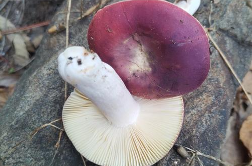 高速路停车摘菌子，罚200元记9分