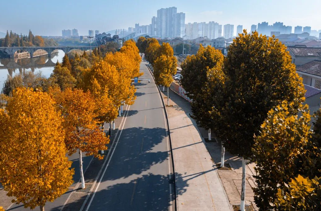 不用去南京，醴陵有属于自己的梧桐大道