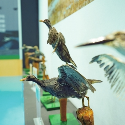 沅江市三眼塘村洞庭湖生物多样性科普馆：一个人与一座村庄的生态梦想