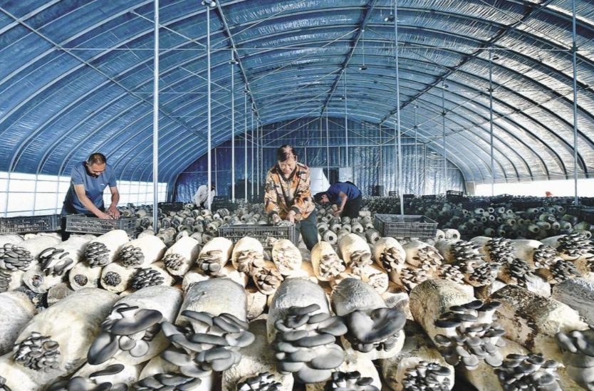 桑植县澧源镇特色产业总规模逾千亩