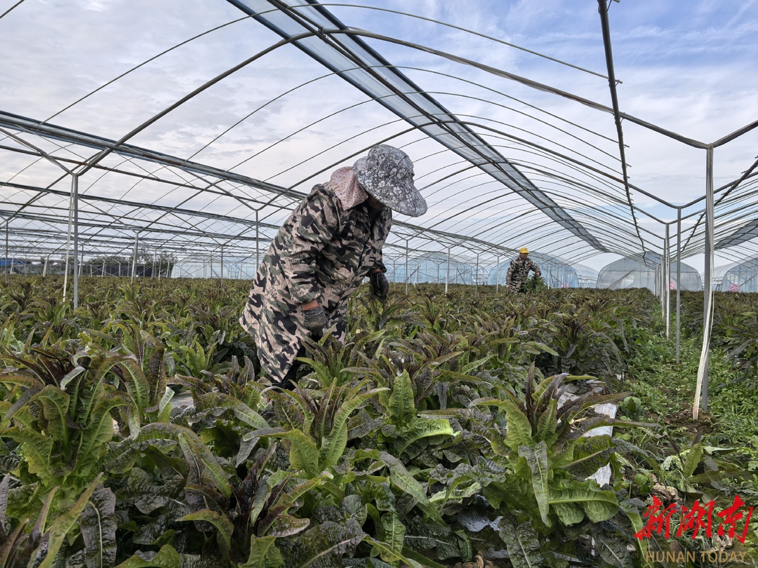 汉寿：设施蔬菜亩均收入4万元