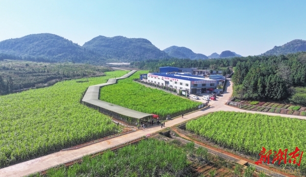 游客在新田县五月豆香富硒甘蔗种植基地品尝、采购甘蔗@湖南日报图片新闻