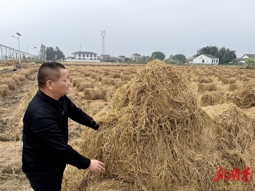 资阳区秸秆“变废为宝”助农增收|湖南日报市州头条