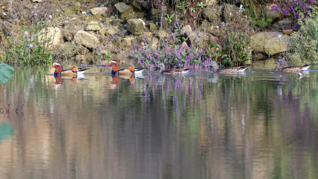 神仙眷侣现身！衡山保护区偷拍到“爱情鸟”撒糖现场