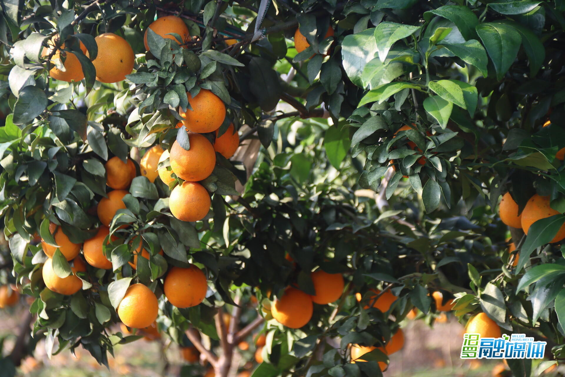 从撂荒地到“爆汁”果冻橙基地，汨罗镇武夷山村这片果园迎来丰收