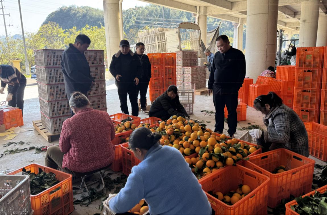 龙山2万吨脐橙找到“好婆家” 跨省合作打开新渠道