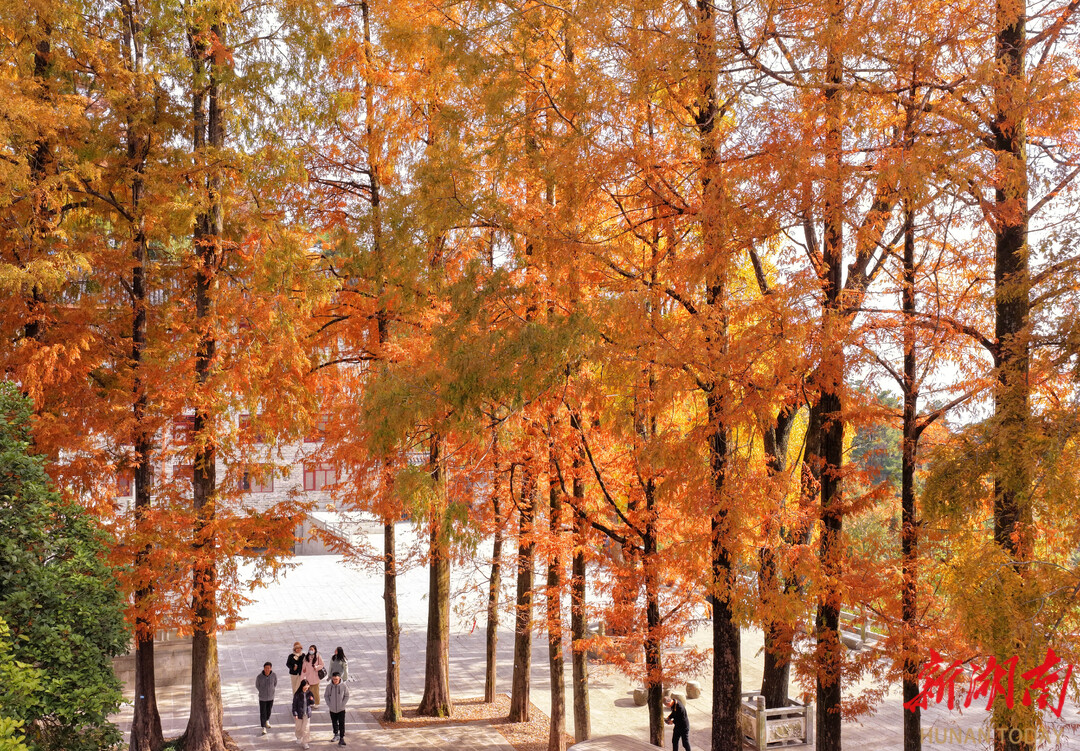 醉美深秋，竞逐云端！2025南岳衡山国际登山赛将于11月23日鸣枪启幕