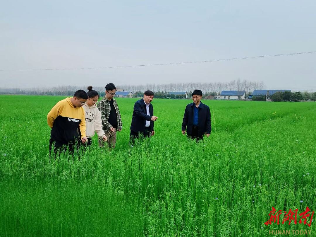 金盆镇亚麻产业驶入发展快车道|湖南日报