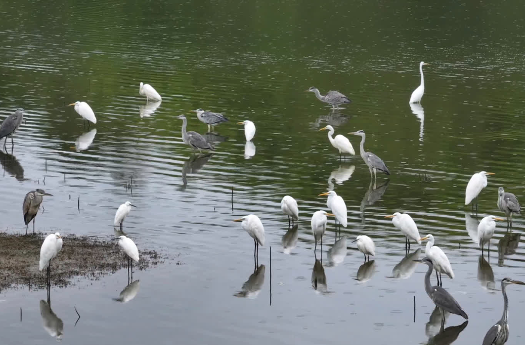 湖南蓝山：爱心让候鸟“出行安然”