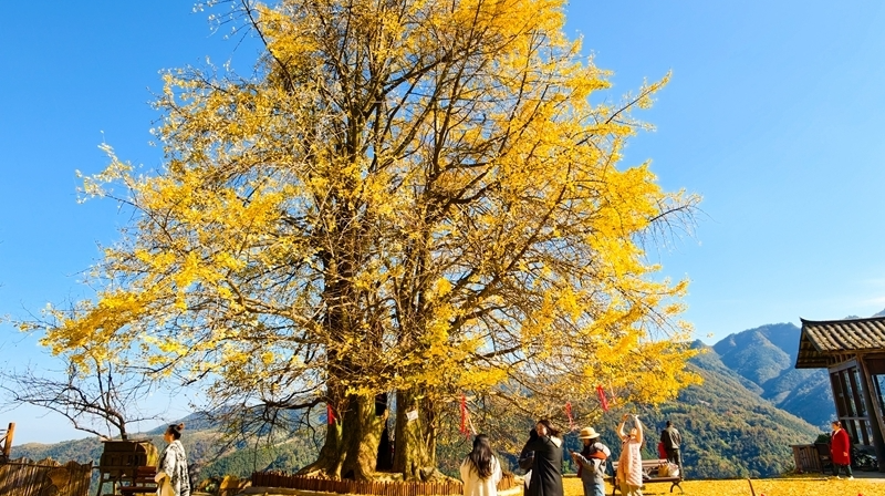 千年银杏换“金装”