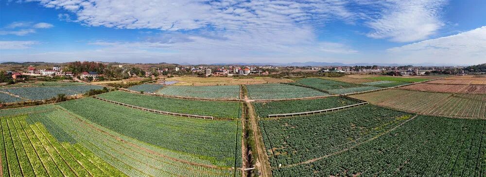 绿浪翻涌，橙香满园：初冬湘野绘就“多巴胺”丰收图