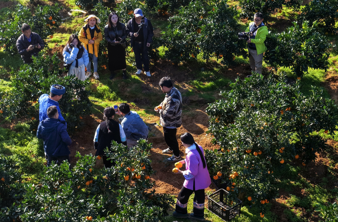 新农人，新力量——湘西州自媒体矩阵赋能乡村振兴侧记