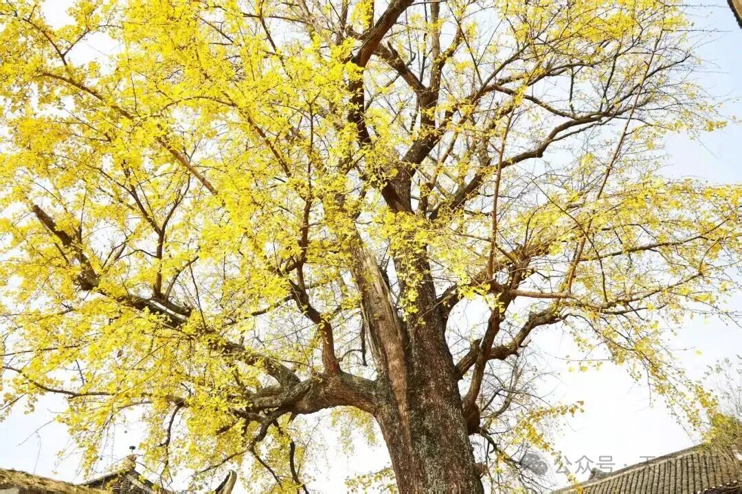 美哉！就在桂阳县欧阳海镇，振南书院古银杏到了最佳观赏期