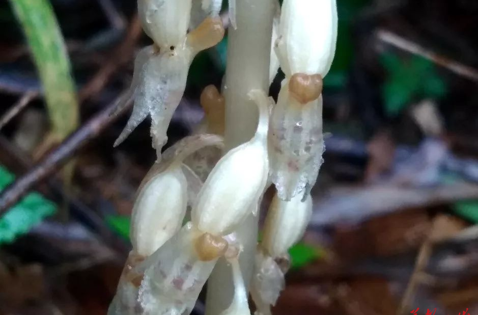 神奇生物在莽山③｜“花博士”邓国杏：发现新物种很难，有时又很简单