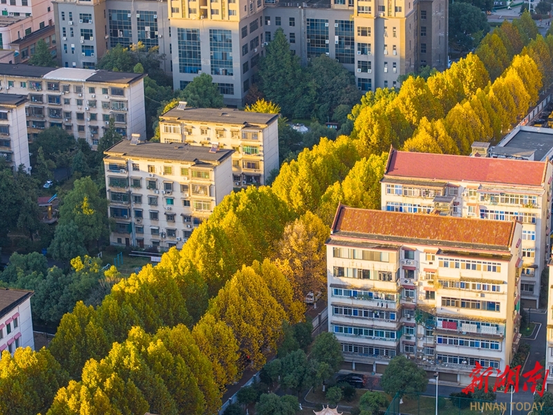 梧桐披“金” 美如画卷