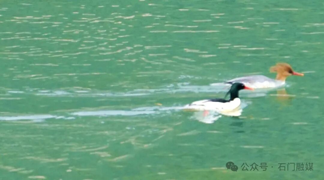 如约而至！中华秋沙鸭连续18年打卡石门仙阳湖
