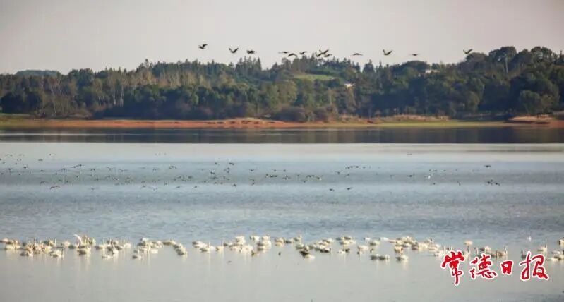 西洞庭湖迎来大批越冬候鸟 万鸟翔集绘生态画卷