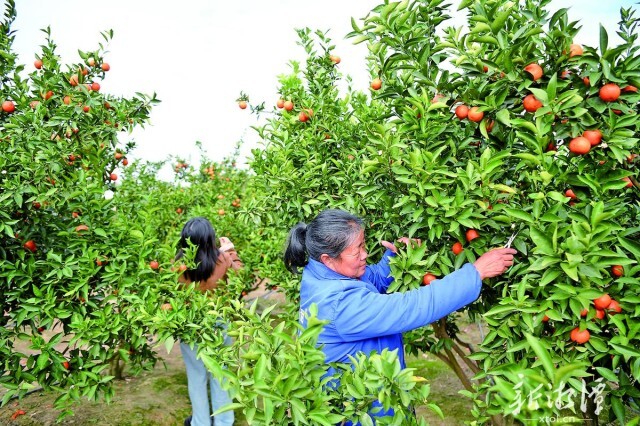 橙黄橘红 满枝头