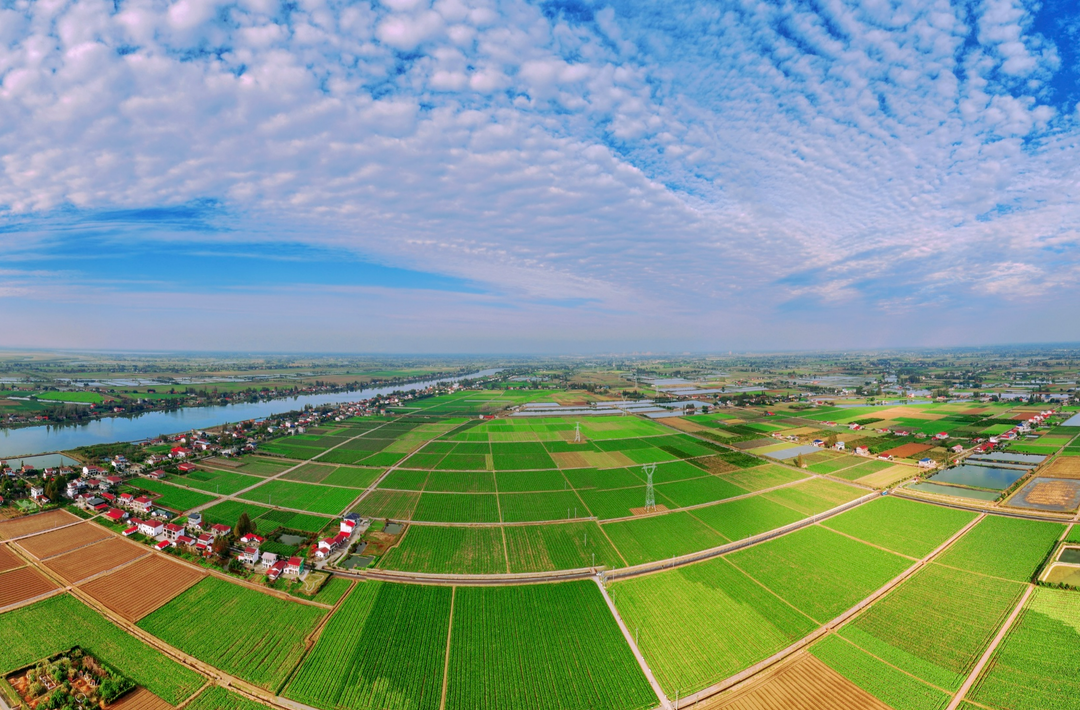 图集丨沃野平畴！安乡10万多亩菜薹进入丰收季