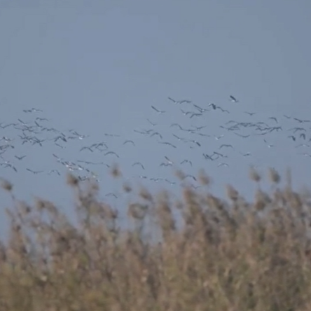 视频丨群鸟曼舞蒸钵湖 