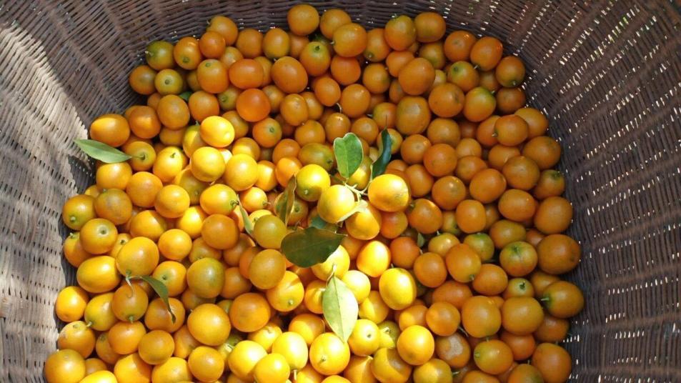 桂东清泉：金桔迎丰收 “黄金果”铺就致富路