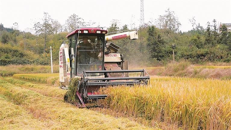 宜章县18余万亩晚稻抢收忙