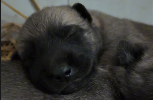 太魔性！“预备役小警汪”首支单曲来啦！丨汪Sir新“文”第一季⑩