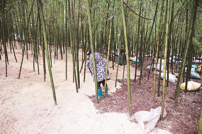 北湖区：秸秆“废料”大有用处 助力林下产业增效