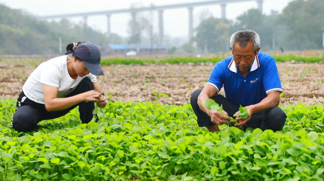 稳粮增收有“油”招，东安县新圩江镇完成油菜移栽