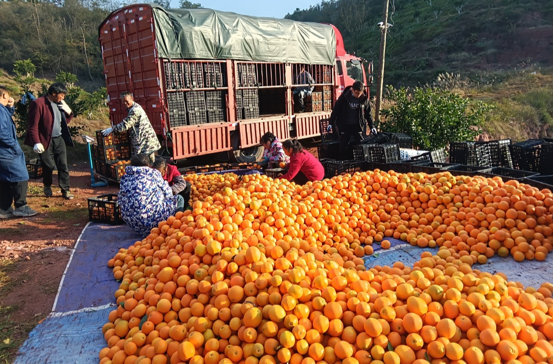 “方寸天地”结硕果！芷江王公坡村庭院经济激活乡村振兴新动能