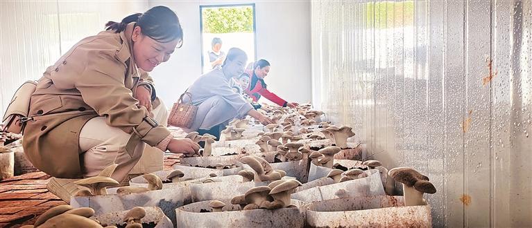 嘉禾石桥镇：食用菌产业助农增收