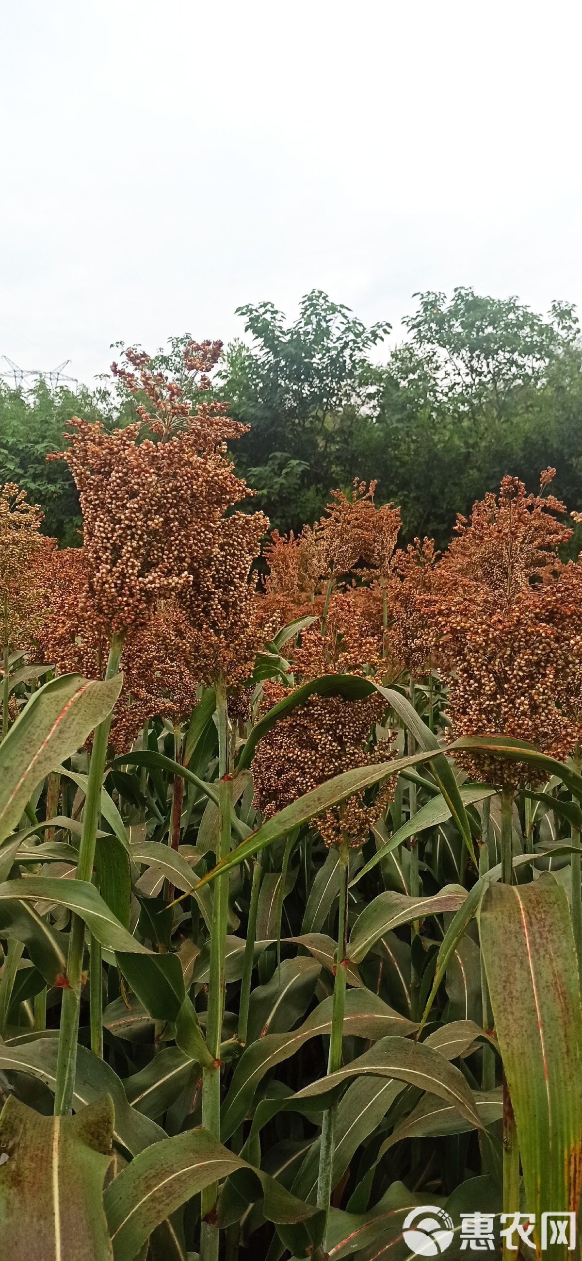 省粮食和物资储备局党组书记、局长夏文斌 | 锚定全链促协同 澎湃湘粮新动能